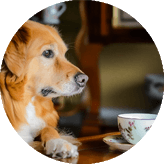 £39 - Dog Friendly Afternoon Tea £39 - Dog Friendly Afternoon Tea
