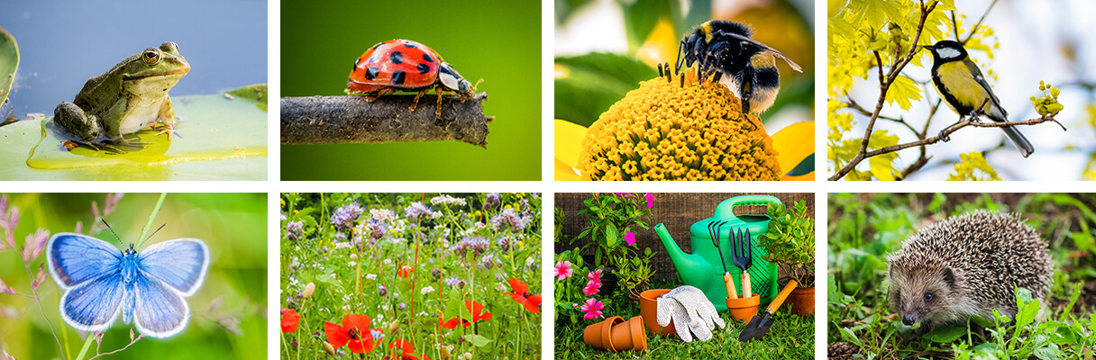 Get Wildlife Ready for Gardens Big or Small - Tips and Gifts