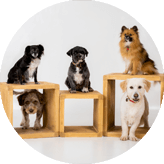 £24 - Pet Portrait Voucher £24 - Pet Portrait Voucher