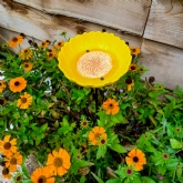 Thumbnail 5 - Sunflower Garden Bird Feeder