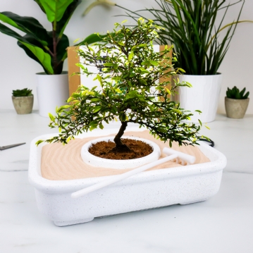 The Art of Bonsai Growing Kit