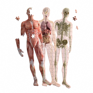 Human Anatomy Layer Puzzle