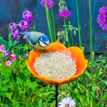 Wild Poppy Red Bird Feeder